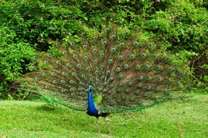 Dancing Peacock in Forest